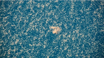 Storms of 'sea snot' muck up the ocean floor