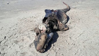 Mystery sea creature 'like a crocodile' found washed up on beach in Wales baffles experts