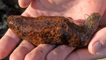 Washington man gets prison for overharvesting sea cucumbers