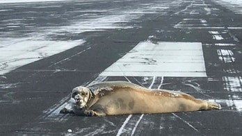 450-pound seal blocks Alaskan airport runway, doesn't delay any flights