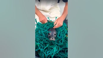 Maine lobstermen free seal pup in caught in fishing nets