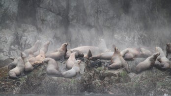 Study: Sleeper sharks may kill Steller sea lions