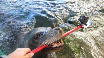 Sea lion takes selfie stick for a swim in cool video