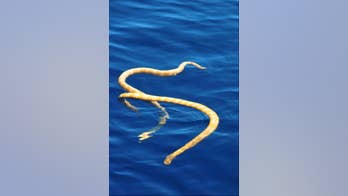 Two 'extinct' snakes spotted swimming off Australia's coast