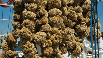 Scientists crown 'Earth's first animal'