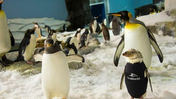 SeaWorld penguin sporting tiny, custom wetsuit after unexpected feather loss