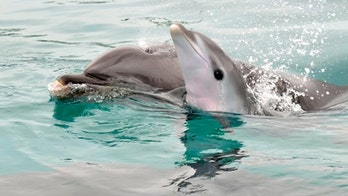 SeaWorld San Diego welcomes new dolphin