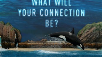 SeaWorld unveils ‘natural habitat’ attraction to replace killer whale show