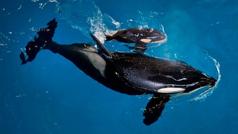 Last killer whale born at SeaWorld