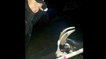 Goat nabbed in attempted Northern California home invasion