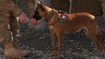 Florida VA boots vets with PTSD over service dogs