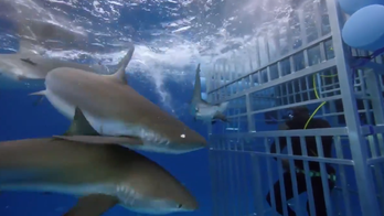 'Shark in the cage!' Shaq pulled from water after predator wiggles through bars of enclosure