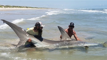 Fishermen catch 12-foot hammerhead off coast of Texas