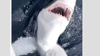 Great white shark surprises New Jersey fishermen: 'This is crazy'