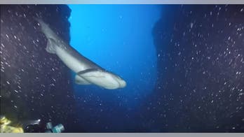 Huge shark swims by scientists in Atlantic as they discover colorful new fish