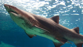 Modern sharks are sleeker, faster than their ancestors, fossil find suggests