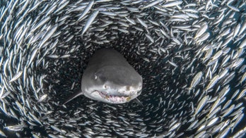 Shark caught in 'fish tornado': Photographer captures stunning pics
