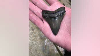 Ancient shark teeth unearthed in Maryland after heavy rainfall: They're 'jaws-dropping treasures'