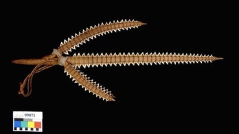 Shark-tooth weapons reveal lost species
