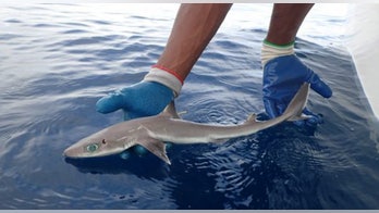 Florida scientists discover new 'alien-like' shark with huge eyes