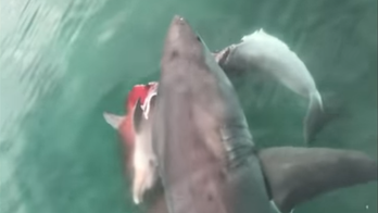Great white shark kills dolphin, loses meal to even bigger shark