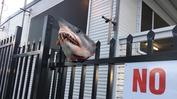 Severed shark head found impaled on fence in Australia, stuffed with cigarette butts