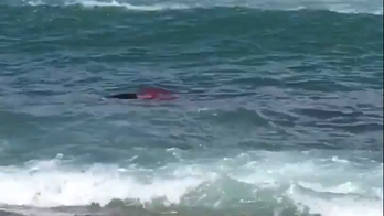 Great white shark attacks seal off Massachusetts coast as surfers scramble to shore, video shows