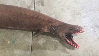‘Like a Horror Movie’: Rare frilled shark caught off Australia