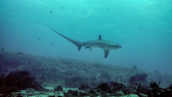 Photo captures rare shark birth on camera
