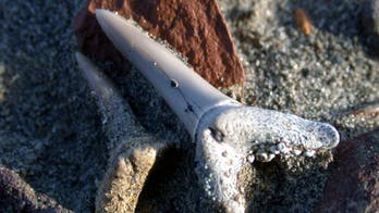 Thousands of Eocene shark teeth found in Canadian Arctic
