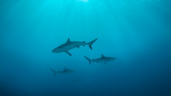 'My shark attack was the best thing that ever happened to me'