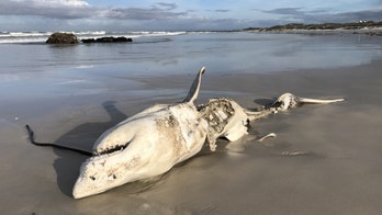 Shock as eviscerated great white shark washes up ‘with liver surgically removed’ by killer whales