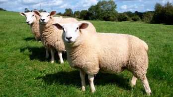 Sheep oil: The latest celebrity skincare trend