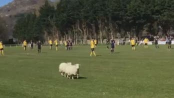 Watch these sheep interrupt a match in Wales in a rather cute pitch invasion