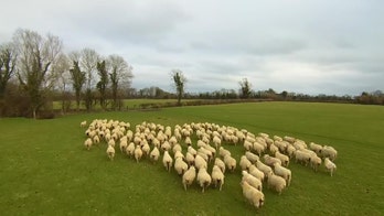 Video shows drone herding sheep on Irish farm
