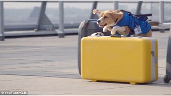 KLM uses passenger-sniffing dog to return lost items to customers