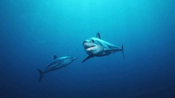 Inside the stomach of a mako shark