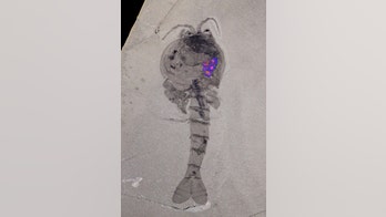 This shrimp-like creature may be earliest evidence of brood care