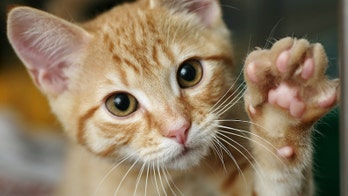 If your cat swats with its left paw, it's probably male