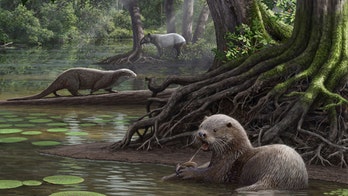 Stunning fossil discovery: Giant otter was size of wolf