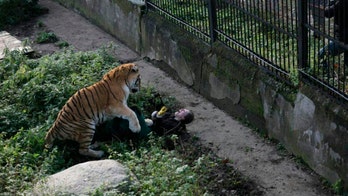 Russian zookeeper describes 'torture' while tiger mauled her, report says