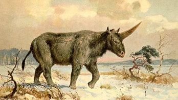 Giant 'Siberian unicorn' existed much more recently than previously thought, experts say