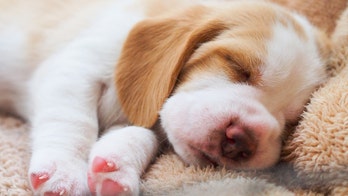 Man accused of selling sick puppies in New York