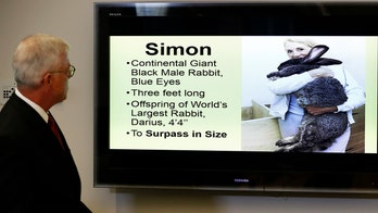 United faces legal action from owners of giant rabbit that died after flight