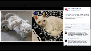 Rescue cat recovers after shedding 5 pounds of matted fur