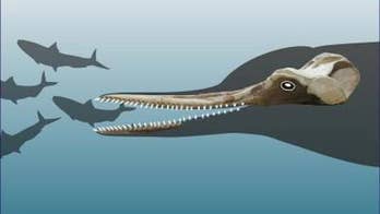 Ancient 'toothy' dolphin fossils found in Peru desert