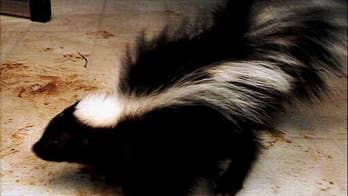 Connecticut boy wakes up to find skunk in his bed