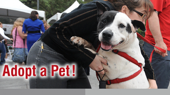 Mayor’s Alliance for NYC’s Animals