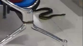 Philippines Airport passengers panic over snake sighting in departures lounge