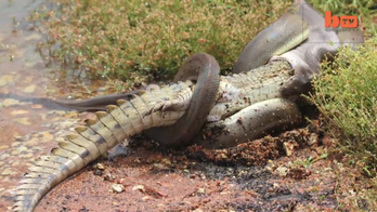 Reptile death match: Snake devours crocodile
